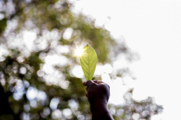 closeup-shot-male-s-hand-holding-green-leaf-with-blurred-background