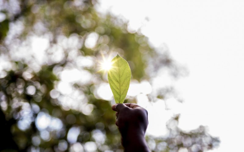 closeup-shot-male-s-hand-holding-green-leaf-with-blurred-background